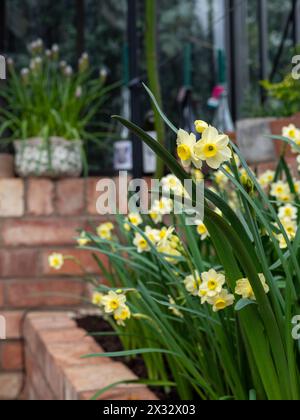 Narcissus 'Minnow' (petites fleurs de jonquille jaunes) poussant dans un lit de serre traditionnel de style victorien en brique rouge et aluminium pour les forcer Banque D'Images