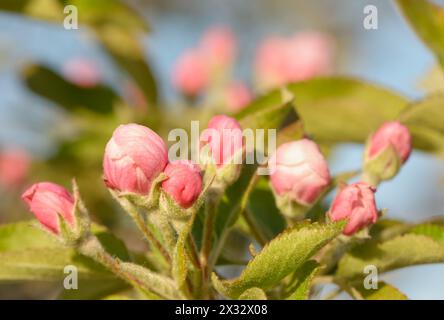 Gros plan de bourgeons de pomme rose au début du printemps Banque D'Images