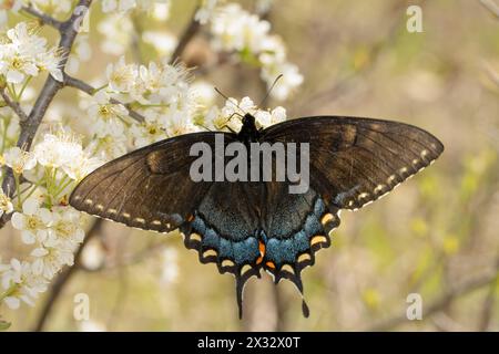 Morphe noir du papillon Eastern Tiger Swallowtail pollinisant une prune sauvage au début du printemps Banque D'Images