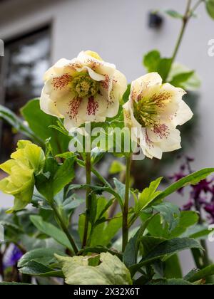 Helleborus orientalis 'Hello White' fleurs ferment un jardin britannique à la fin de l'hiver / début du printemps Banque D'Images