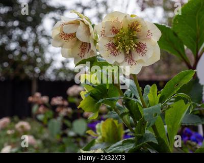 Helleborus orientalis 'Hello White' fleurs ferment un jardin britannique à la fin de l'hiver / début du printemps Banque D'Images