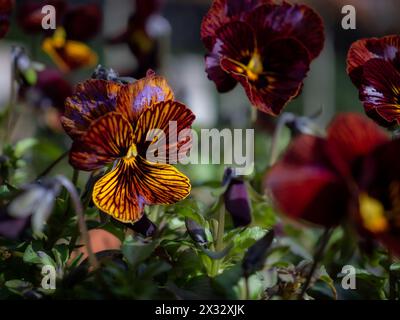 Viola cornuta 'Tiger Eye Red' fleurs en gros plan montrant les pétales rayés rouge foncé et jaune avec des taches de violet irisé Banque D'Images