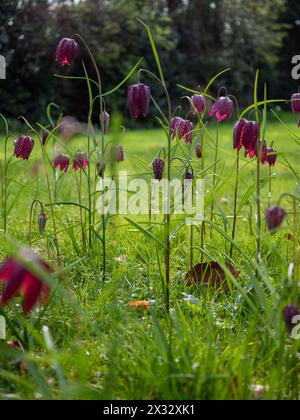 Un pré de fritillaria meleagris (fritillaire à tête de serpent) montrant les grandes tiges et les fleurs hochant la tête poussant dans l'herbe dans un style sauvage naturaliste Banque D'Images