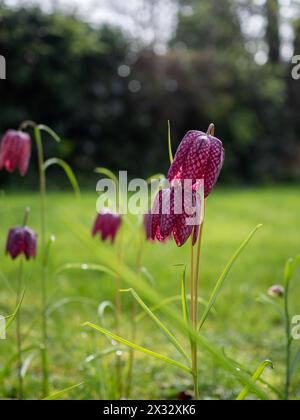 Fleurs de fritillaria meleagris (fritillaire à tête de serpent) pourpre à motif damier naturalisées dans la pelouse ou l'herbe de prairie en Grande-Bretagne au printemps Banque D'Images