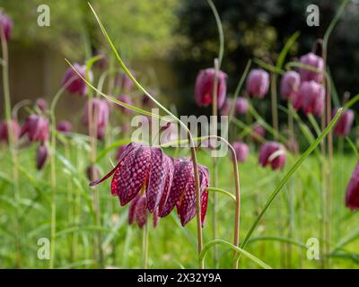 Fritillaria meleagris (fritillaire à tête de serpent) en damier, naturalisé dans la pelouse ou l'herbe de prairie en Grande-Bretagne au printemps Banque D'Images