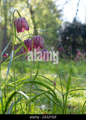 Gros plan de fleurs de fritillaria meleagris violettes (fritillaire à tête de serpent) prises tôt le matin au soleil printanier dans un jardin britannique Banque D'Images