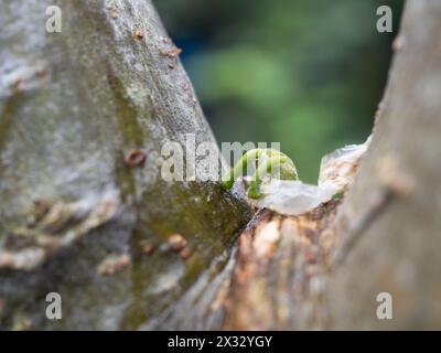 Gros plan macro d'une graine de baies de gui parasite Viscum album germant sur la branche d'un pommier, montrant deux hypocotyles verts Banque D'Images
