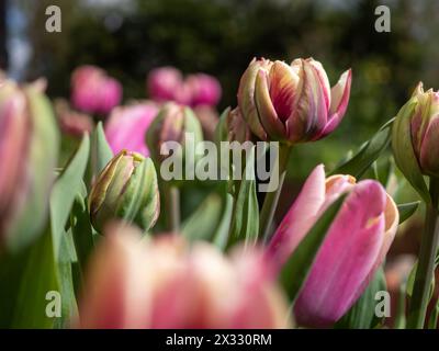 Tulipe 'Wyndham' au centre d'un lit de tulipes roses, dont Tulipa 'Holland Beauty' qui vient de fleurir au printemps dans un jardin britannique Banque D'Images