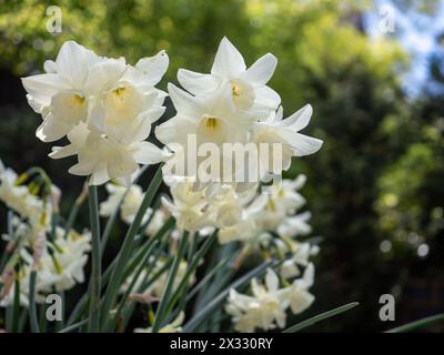 Gros plan sur le Narcisse blanc jonquille « Starlight sensation », un narcisse blanc à plusieurs têtes avec des fleurs durables (inclut un espace de copie) Banque D'Images