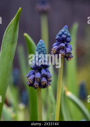 Gros plan des bulbes à fleurs printanières Bellevalia pycnantha ou Muscari paradoxum montrant leur coloration bleue et turquoise inhabituelle (jacinthe de raisin) Banque D'Images