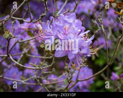 Fleurs bleues de Rhododendron augustinii rapprochées Banque D'Images