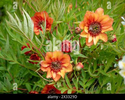 Paeonia x lemoinei 'L'espérance' - une fleur de pivoine d'oranger inhabituelle dans un jardin d'avril Banque D'Images