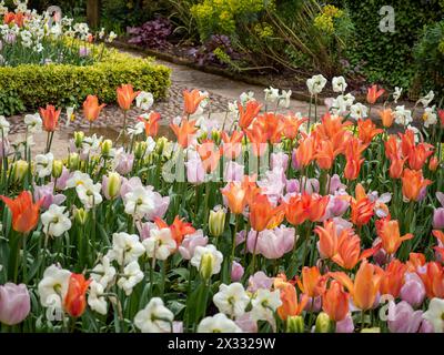 Exposition de bulbes de printemps de tulipes et jonquilles (narcisses) colorées orange, lilas et blanches dans une bordure de tulipe dans un jardin britannique en avril Banque D'Images