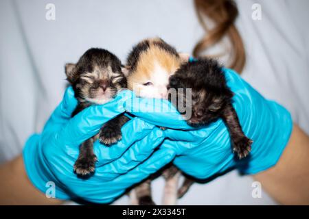 Une personne en gants bleus électriques berce trois chatons de petite à moyenne taille, offrant un confort aux animaux de Carnivore Felidae avec une fourrure douce et Banque D'Images