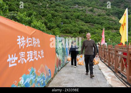 YICHANG, CHINE - 24 AVRIL 2024 - les touristes cueillent de l'orange fraîche dans un verger d'orangers navel près de la rivière Yangtze dans le village de Xiling Xia à Yichang, Hubei pr Banque D'Images