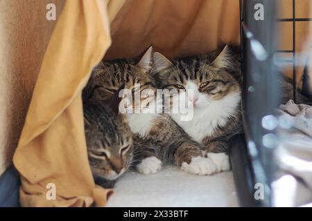 Trois Felidae, petits à moyens chats avec des moustaches et de la fourrure, sont assis dans une cage, regardant la caméra. L'un est un chat domestique à poil court. Le c Banque D'Images