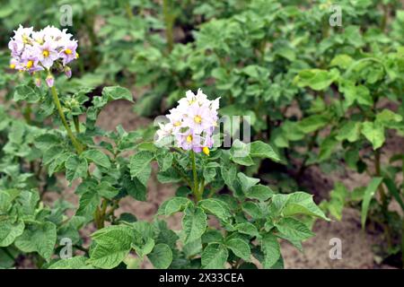 Plantation de pommes de terre. Des fleurs sont apparues sur les dessus des pommes de terre. Banque D'Images