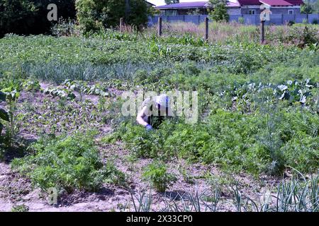 Une femme se penchant à la main enlève les mauvaises herbes des lits de légumes dans le jardin. Banque D'Images