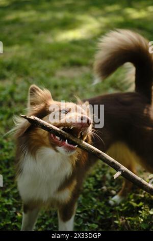 Brown actif Australian Shepherd joue avec les branches d'arbres lors d'une journée d'été ensoleillée dans les clairières vertes du parc. Un beau chien ludique de race pure avec Banque D'Images