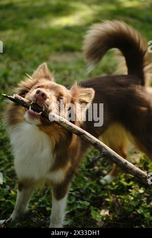 Brown actif Australian Shepherd joue avec les branches d'arbres lors d'une journée d'été ensoleillée dans les clairières vertes du parc. Un beau chien ludique de race pure avec Banque D'Images