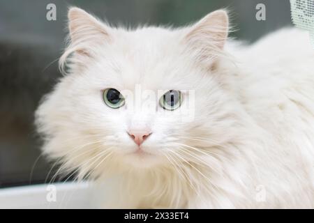 Un carnivore Felidae à fourrure fauve et moustaches, un chat de petite à moyenne taille, est assis sur un rebord de fenêtre. Son museau et sa patte sont visibles car il jouit de la vue Banque D'Images