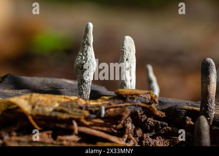 Xylaria hypoxylon est une espèce de champignon de la famille des Xylariaceae connue sous une variété de noms communs tels que le champignon chandelier, le chandelier Banque D'Images