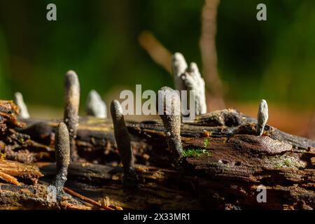 Xylaria hypoxylon est une espèce de champignon de la famille des Xylariaceae connue sous une variété de noms communs tels que le champignon chandelier, le chandelier Banque D'Images