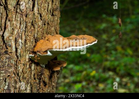 Champignon de pain d'ours brun avec bordures blanches et mousse verte dans la forêt - Ganoderma applanatum. Banque D'Images