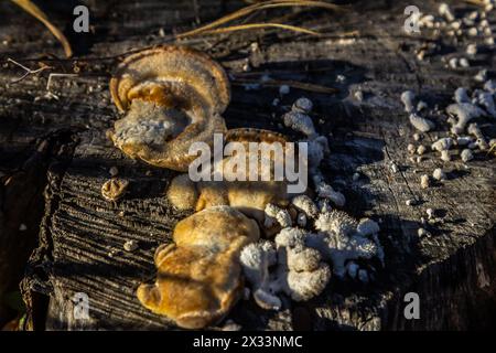 Fomes fomentarius champignon sur le tronc d'un vieux peuplier le jour de l'été. Banque D'Images