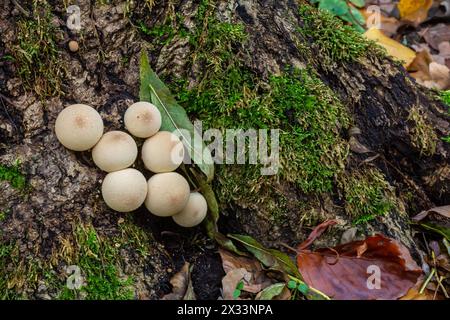 Ensemble de champignons Lycoperdon Perlatum dans la forêt de pins. Banque D'Images