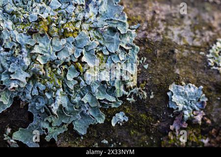 Un gros plan de lichen Hypogymnia physodes sur une vieille branche d'arbre. Banque D'Images