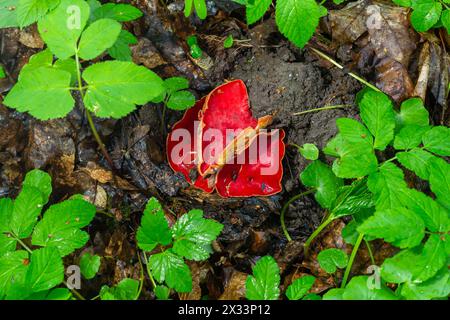 Les champignons rouges comestibles de printemps Sarcoscypha poussent dans la forêt. gros plan. Sarcoscypha austriaca ou Sarcoscypha coccinea - champignons du début de la saison du printemps, kn Banque D'Images