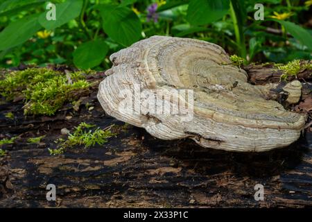 Fomes fomentarius champignon sur le tronc d'un vieux peuplier le jour de l'été. Banque D'Images