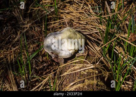 Fomes fomentarius champignon sur le tronc d'un vieux peuplier le jour de l'été. Banque D'Images