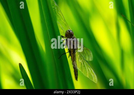 Une libellule dasher bleu femelle repose sur un roseau. Banque D'Images