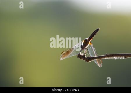 Une libellule bleue femelle repose sur une branche d'arbre. Banque D'Images