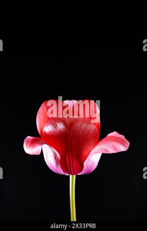 Gros plan d'une tulipe rose sur fond noir. Banque D'Images