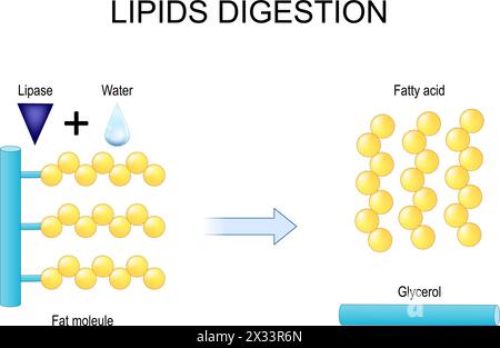 Digestion des lipides. Lipolyse. Enzymes lipase qui catalyse l'hydrolyse des graisses. illustration vectorielle plate Illustration de Vecteur