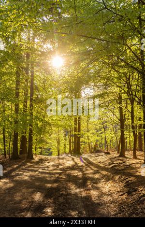 Sonnenaufgang in der Sächsischen Schweiz Der Gansweg im Basteigebiet. Rathen Sachsen Deutschland *** lever de soleil en Suisse saxonne le Gansweg dans la région de Bastei Rathen Saxe Allemagne Banque D'Images