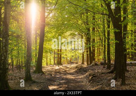 Sonnenaufgang in der Sächsischen Schweiz Der Gansweg im Basteigebiet. Rathen Sachsen Deutschland *** lever de soleil en Suisse saxonne le Gansweg dans la région de Bastei Rathen Saxe Allemagne Banque D'Images