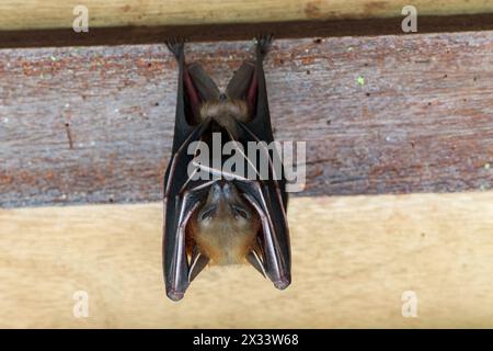 Chauve-souris à nez court, Cynopterus brachyotis, adulte seul suspendu à l'envers, Sungei Buloh, Singapour Banque D'Images