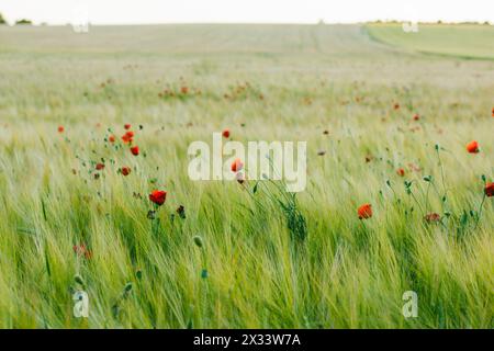 Coquelicots rouges poussant dans le champ de blé des prairies vertes au printemps. Herbes sauvages oreilles, fleurs se balançant dans un vent. Fleurs sauvages poussant dans la nature sauvage du printemps Banque D'Images