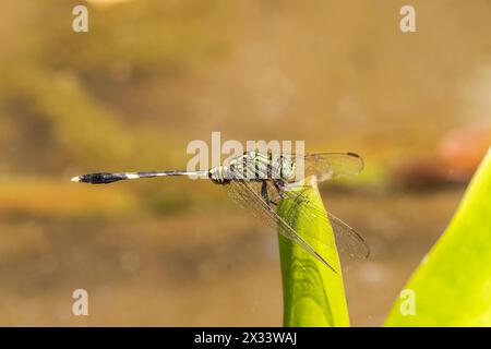 Mince libellule écumoire, Orthetrum sabina, adulte seul perché sur la végétation, Bogor, Jakarta Banque D'Images