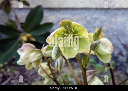 Gros plan de Noël ose hellebore avril dans le jardin Banque D'Images