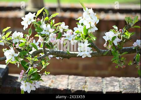 Jolie fleur printanière sur l'arbre fruitier Adams ou la pomme Pearmain Adams dans le jardin britannique en avril Banque D'Images