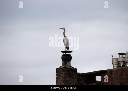 20.03.2021. Düsseldorf. Der Graureiher (Ardea cinerea), auch Fischreiher genannt, ist eine Vogelart aus der Ordnung Pelecaniformes. Er ist dans Eurasien Banque D'Images