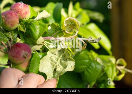 Main humaine examinant des feuilles de pommier infestées de pucerons nécessitant une pulvérisation et un traitement de lutte antiparasitaire. Maladies des plantes. Banque D'Images