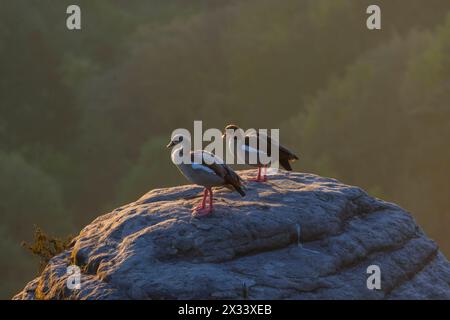 Sonnenaufgang in der Sächsischen Schweiz Die Bastei ist eine Felsformation mit Aussichtsplattform in der Sächsischen Schweiz am rechten Ufer der Elbe auf dem Gebiet der Gemeinde Lohmen zwischen dem Kurort Rathen und Stadt Wehlen. SIE zählt zu den meistbesuchten Touristenattraktionen der Sächsischen Schweiz. Wldgänse auf den Gipfeln. Rathen Sachsen Deutschland Banque D'Images