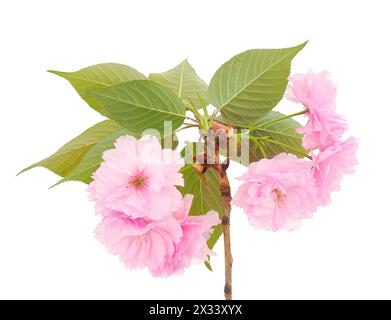 Branche de cerisier japonais en fleurs isolée sur fond blanc, Prunus serrulata Banque D'Images