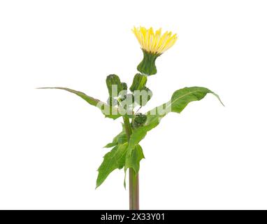 Sowchardon commun isolé sur fond blanc, Sonchus oleraceus Banque D'Images